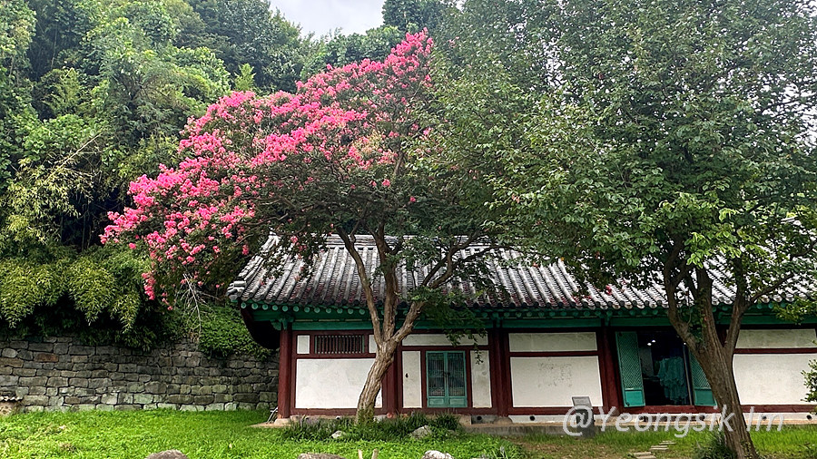 전주향교_백일홍_25.jpg